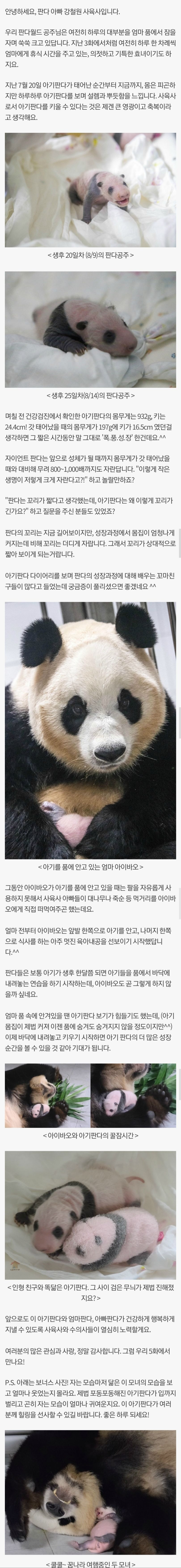 aSqxn 에버랜드 아기판다 근황