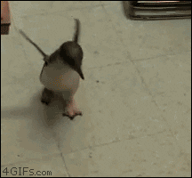 animals baby running penguin tickled GIF  ƮŰ