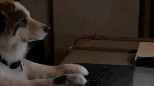 image host 냥아치들 묘성수준.GIF