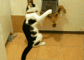 image host 냥아치들 묘성수준.GIF