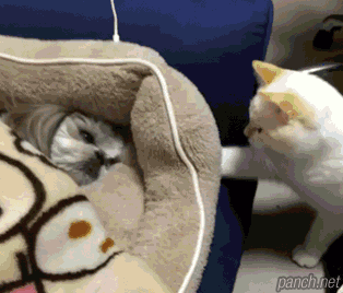 image host 냥아치들 묘성수준.GIF