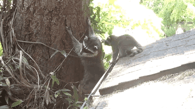 (데이터주의) 너굴맨의 자식교육
