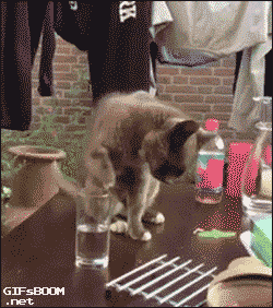 image host 냥아치들 묘성수준.GIF