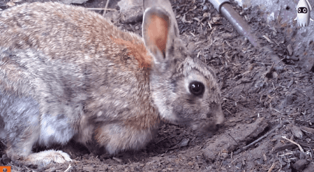 [움짤 6개] 야생 토끼 엄마의 놀라운(?) 지혜.gif