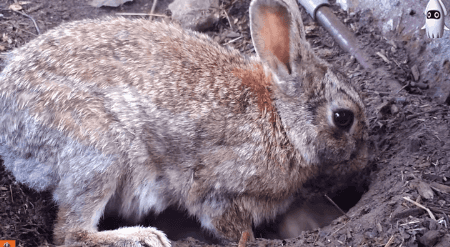 [움짤 6개] 야생 토끼 엄마의 놀라운(?) 지혜.gif