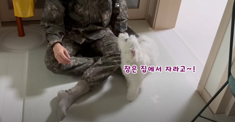 Internet_20230123_113544_22.png 군대간 오빠만 기다리던 강아지 근황 ㄷㄷㄷㄷ.....JPG