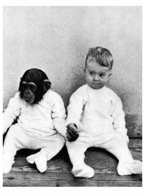 인간 아이와 침팬지를 같이 키운 실험...jpg