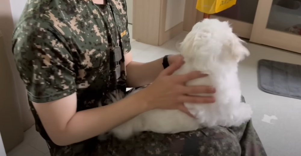 Internet_20230123_113544_23.png 군대간 오빠만 기다리던 강아지 근황 ㄷㄷㄷㄷ.....JPG