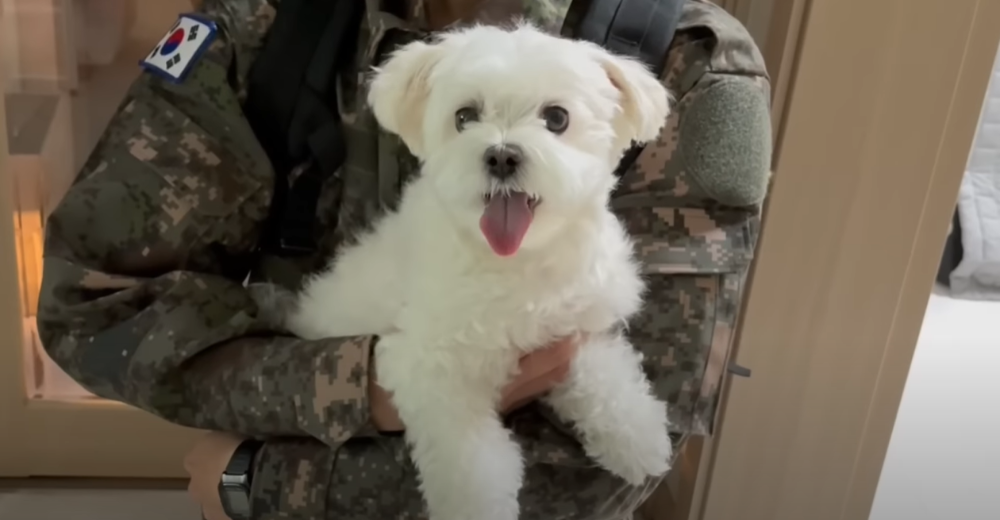 Internet_20230123_113544_19.png 군대간 오빠만 기다리던 강아지 근황 ㄷㄷㄷㄷ.....JPG