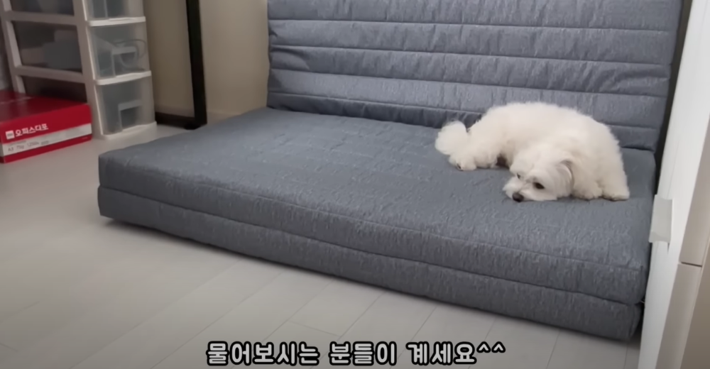 Internet_20230123_113544_2.png 군대간 오빠만 기다리던 강아지 근황 ㄷㄷㄷㄷ.....JPG