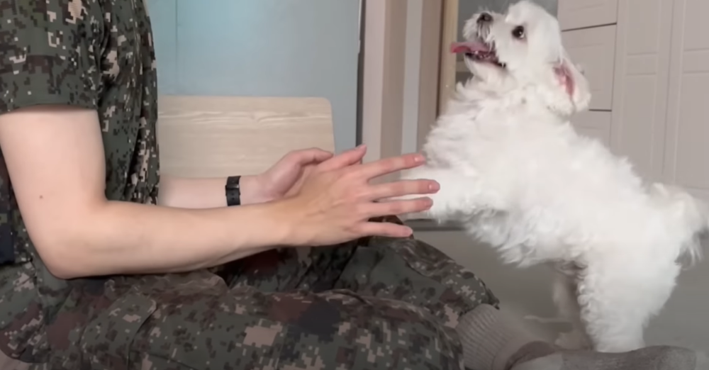 Internet_20230123_113544_37.png 군대간 오빠만 기다리던 강아지 근황 ㄷㄷㄷㄷ.....JPG