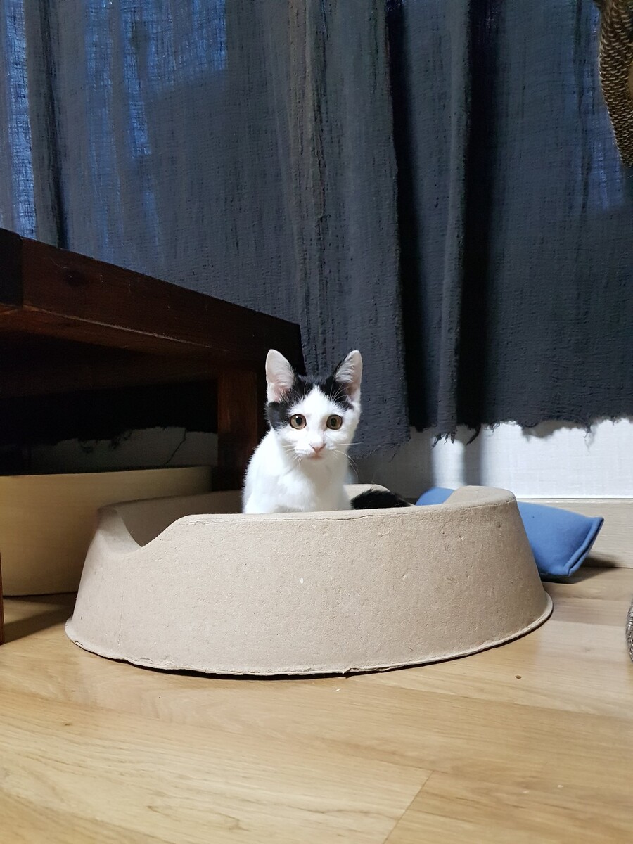 img/23/07/10/1893b3911355122de.jpeg 이쁜애만 골라서 입양했다고 욕먹어서 억울했던 고양이 집사 근황 ㄷㄷㄷ..jpg