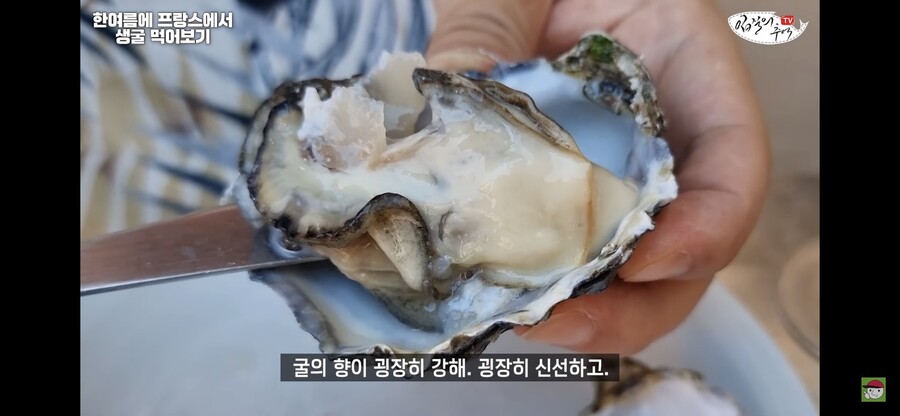 수산물 전문 유튜버가 비싼 해외 굴 먹어보고 느낀점.