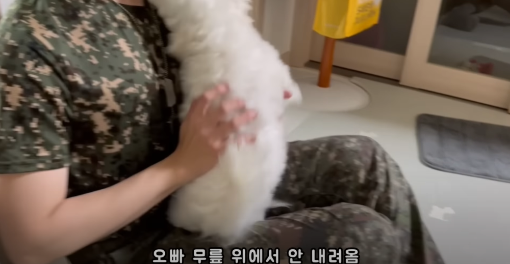 Internet_20230123_113544_25.png 군대간 오빠만 기다리던 강아지 근황 ㄷㄷㄷㄷ.....JPG