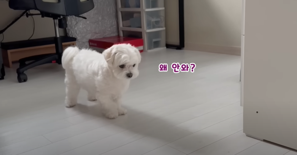 Internet_20230123_113544_5.png 군대간 오빠만 기다리던 강아지 근황 ㄷㄷㄷㄷ.....JPG