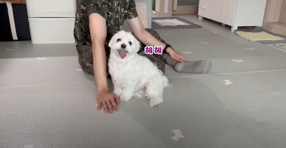 Internet_20230123_113544_34.png 군대간 오빠만 기다리던 강아지 근황 ㄷㄷㄷㄷ.....JPG