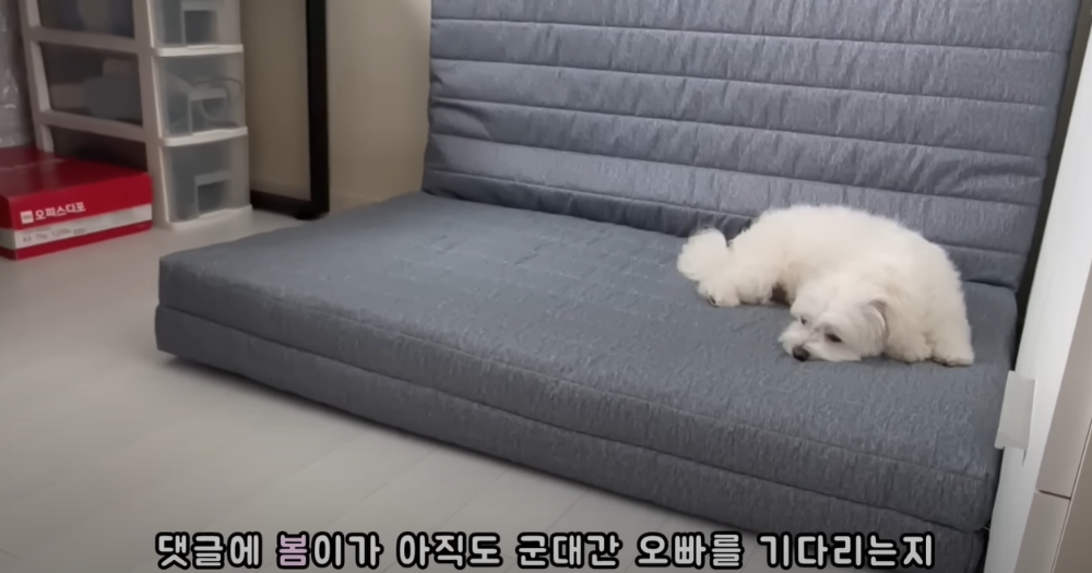 Internet_20230123_113544_1.png 군대간 오빠만 기다리던 강아지 근황 ㄷㄷㄷㄷ.....JPG