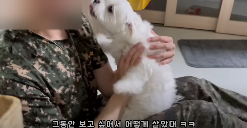 Internet_20230123_113544_27.png 군대간 오빠만 기다리던 강아지 근황 ㄷㄷㄷㄷ.....JPG