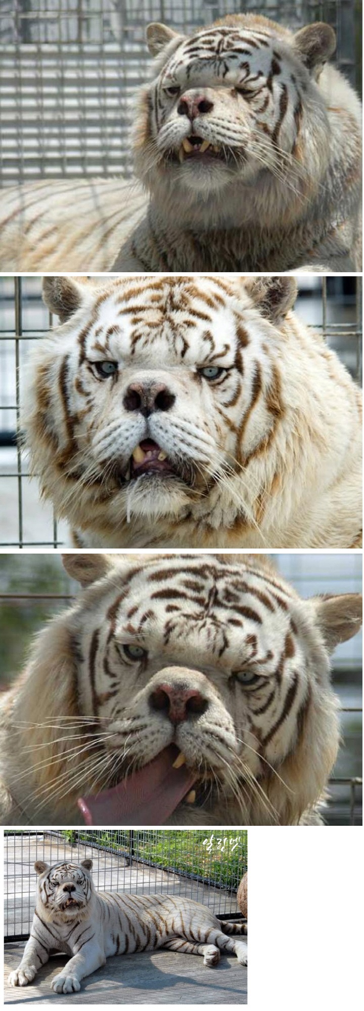 getfile.php?code=2df690c62ba252bed5681a9e537e6d76&amp;file=http%3A%2F%2Fwww.ygosu.com%2Feditor%2Fattach%2F20171010%2F20171010225631_tkctxuxl.jpg&amp;r=