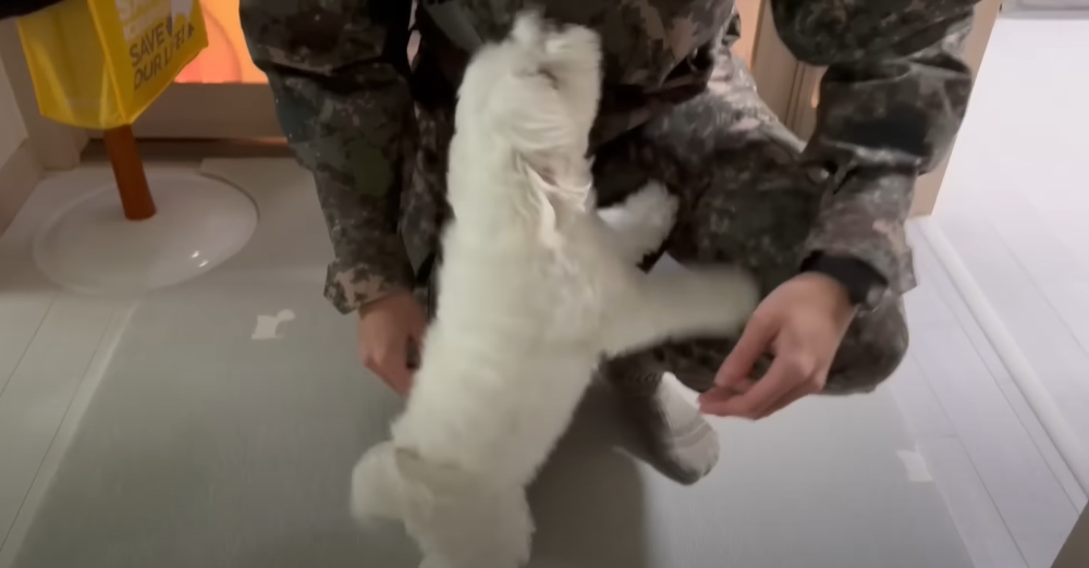 Internet_20230123_113544_16.png 군대간 오빠만 기다리던 강아지 근황 ㄷㄷㄷㄷ.....JPG