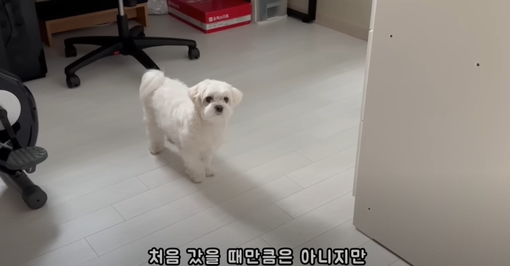 Internet_20230123_113544_3.png 군대간 오빠만 기다리던 강아지 근황 ㄷㄷㄷㄷ.....JPG