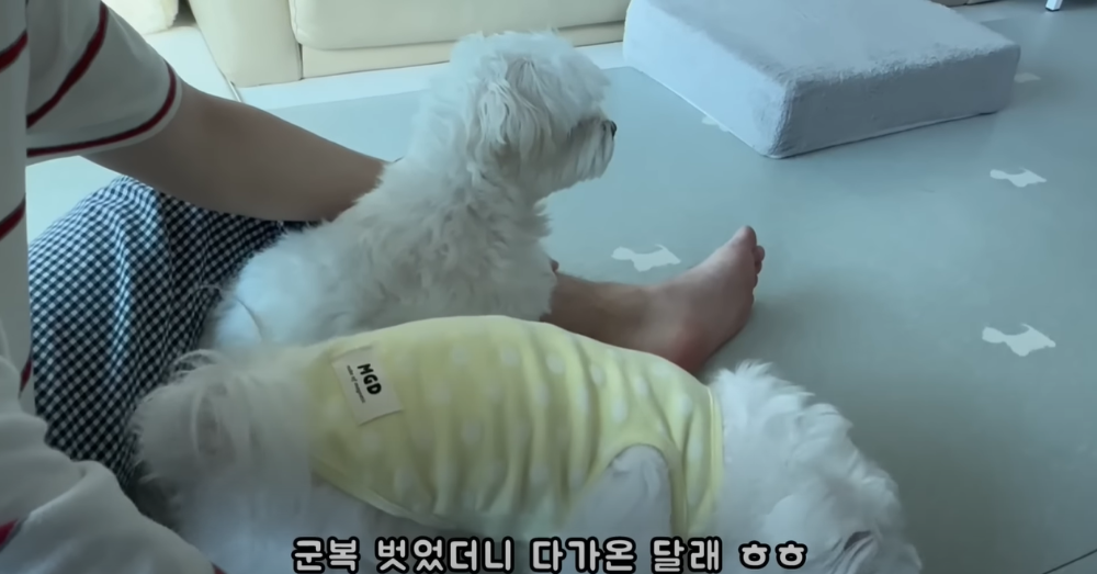 Internet_20230123_113544_49.png 군대간 오빠만 기다리던 강아지 근황 ㄷㄷㄷㄷ.....JPG