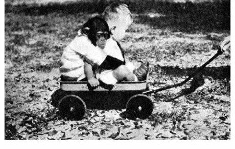 인간 아이와 침팬지를 같이 키운 실험...jpg
