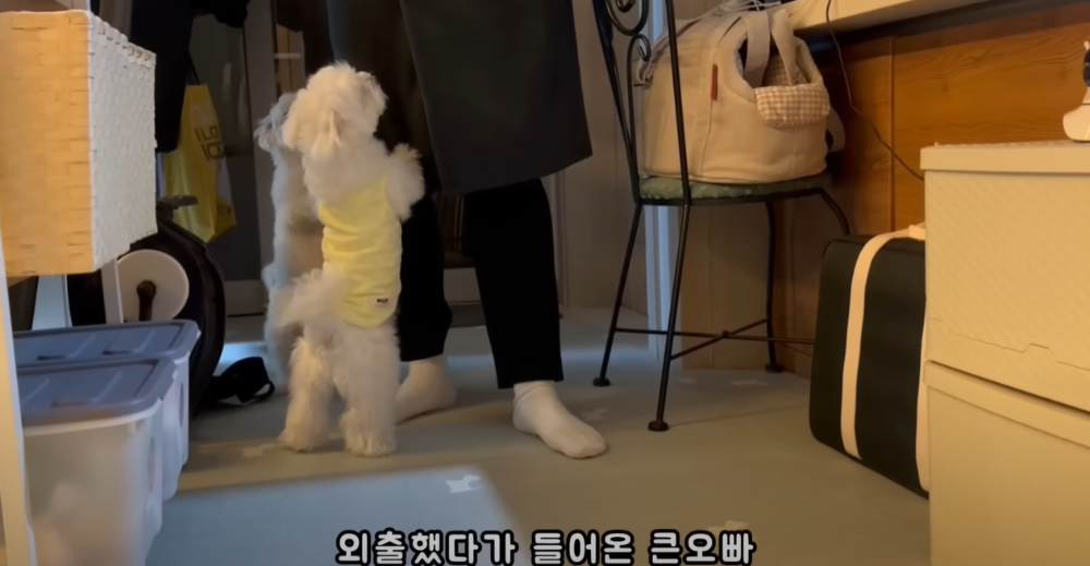 Internet_20230123_113544_53.png 군대간 오빠만 기다리던 강아지 근황 ㄷㄷㄷㄷ.....JPG