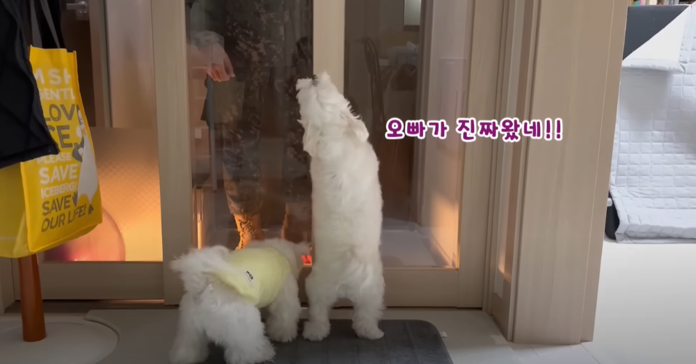 Internet_20230123_113544_9.png 군대간 오빠만 기다리던 강아지 근황 ㄷㄷㄷㄷ.....JPG