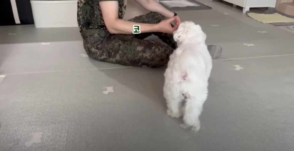 Internet_20230123_113544_43.png 군대간 오빠만 기다리던 강아지 근황 ㄷㄷㄷㄷ.....JPG