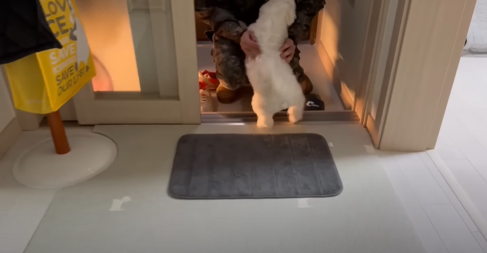 Internet_20230123_113544_12.png 군대간 오빠만 기다리던 강아지 근황 ㄷㄷㄷㄷ.....JPG