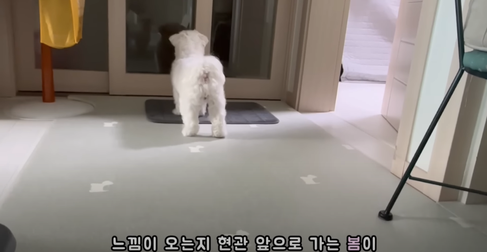 Internet_20230123_113544_7.png 군대간 오빠만 기다리던 강아지 근황 ㄷㄷㄷㄷ.....JPG