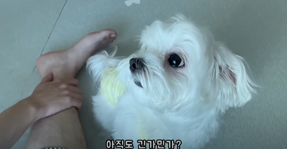 Internet_20230123_113544_52.png 군대간 오빠만 기다리던 강아지 근황 ㄷㄷㄷㄷ.....JPG