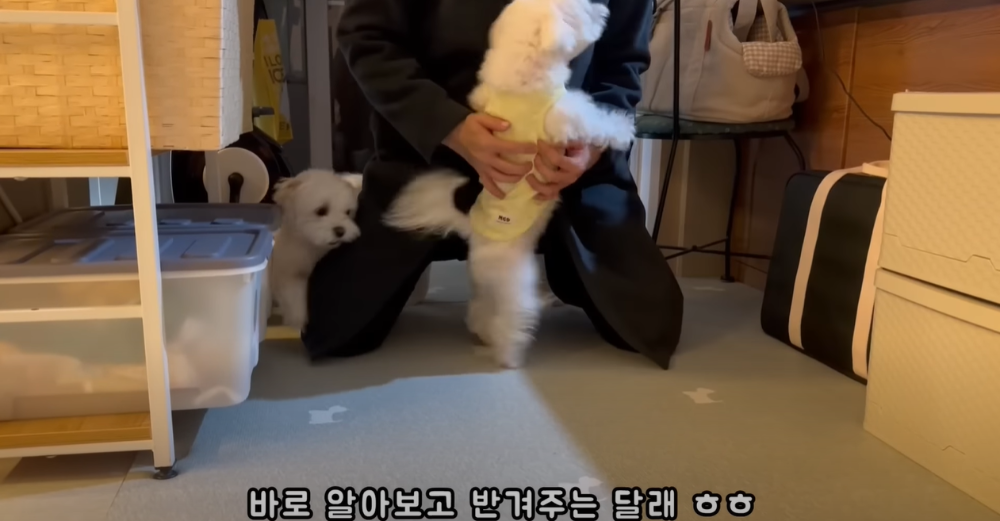 Internet_20230123_113544_56.png 군대간 오빠만 기다리던 강아지 근황 ㄷㄷㄷㄷ.....JPG