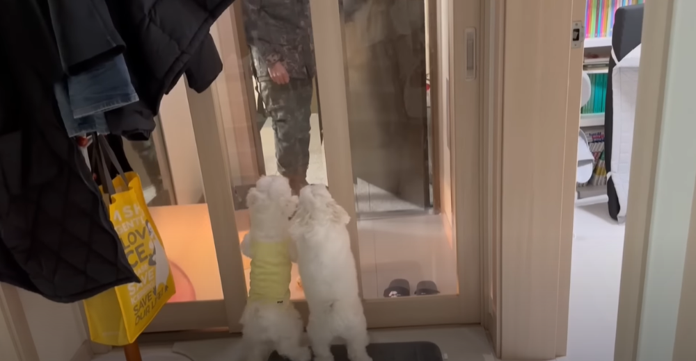 Internet_20230123_113544_8.png 군대간 오빠만 기다리던 강아지 근황 ㄷㄷㄷㄷ.....JPG