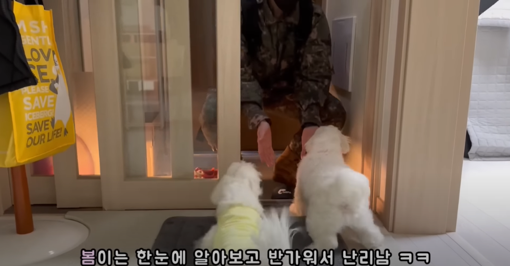 Internet_20230123_113544_10.png 군대간 오빠만 기다리던 강아지 근황 ㄷㄷㄷㄷ.....JPG