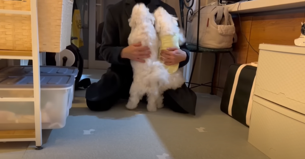 Internet_20230123_113544_57.png 군대간 오빠만 기다리던 강아지 근황 ㄷㄷㄷㄷ.....JPG