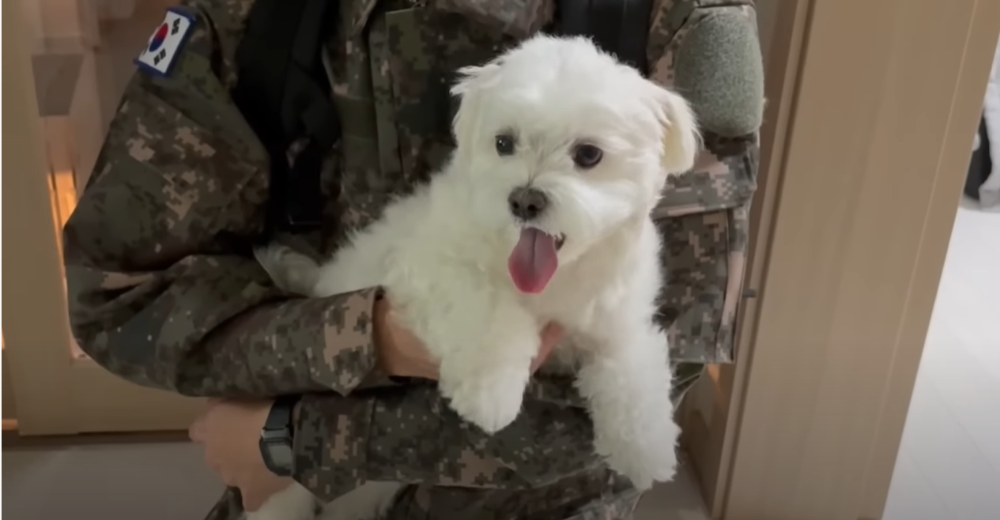 Internet_20230123_113544_21.png 군대간 오빠만 기다리던 강아지 근황 ㄷㄷㄷㄷ.....JPG