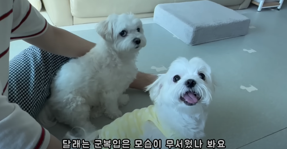 Internet_20230123_113544_51.png 군대간 오빠만 기다리던 강아지 근황 ㄷㄷㄷㄷ.....JPG