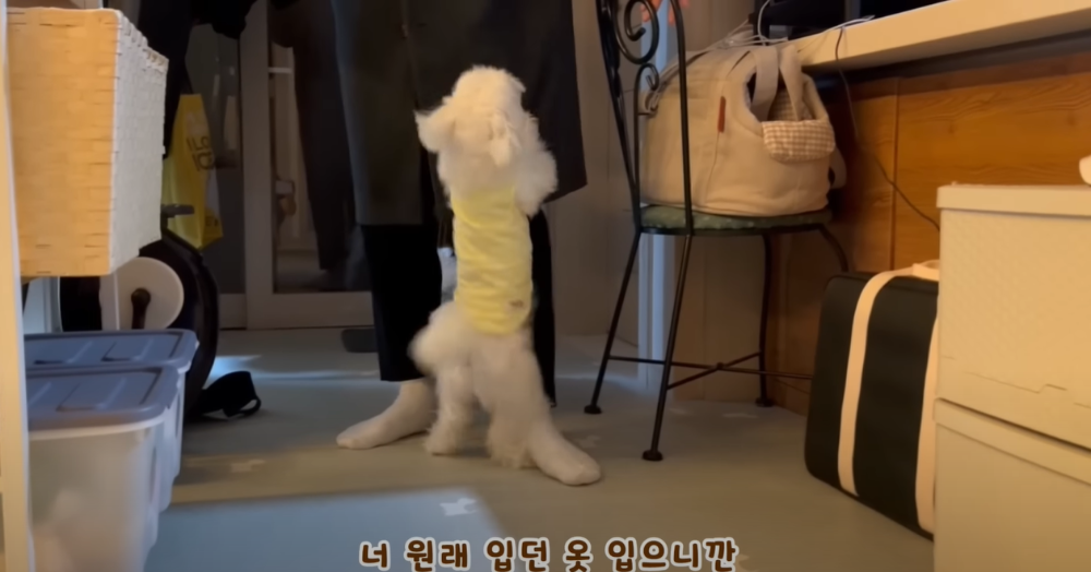 Internet_20230123_113544_55.png 군대간 오빠만 기다리던 강아지 근황 ㄷㄷㄷㄷ.....JPG