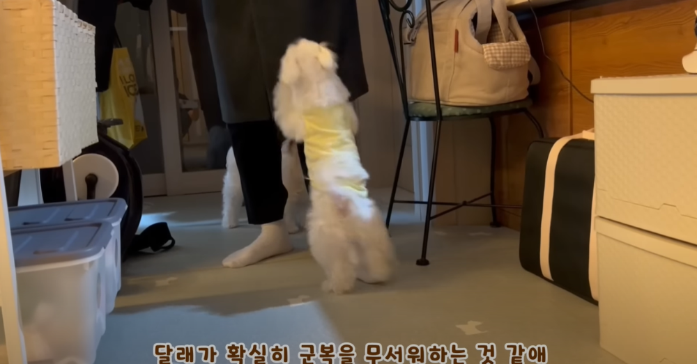 Internet_20230123_113544_54.png 군대간 오빠만 기다리던 강아지 근황 ㄷㄷㄷㄷ.....JPG