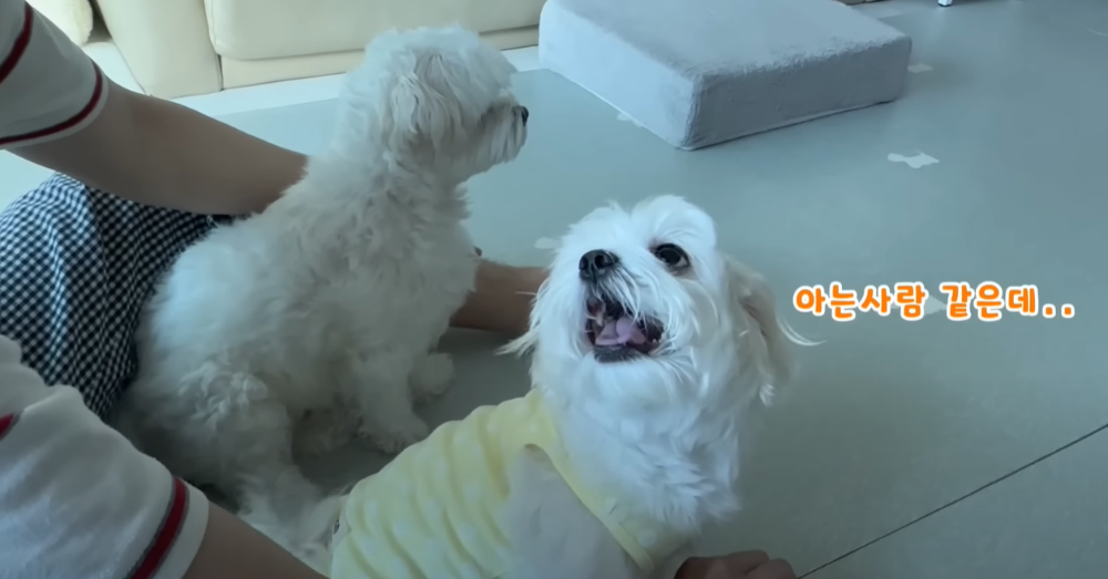 Internet_20230123_113544_50.png 군대간 오빠만 기다리던 강아지 근황 ㄷㄷㄷㄷ.....JPG