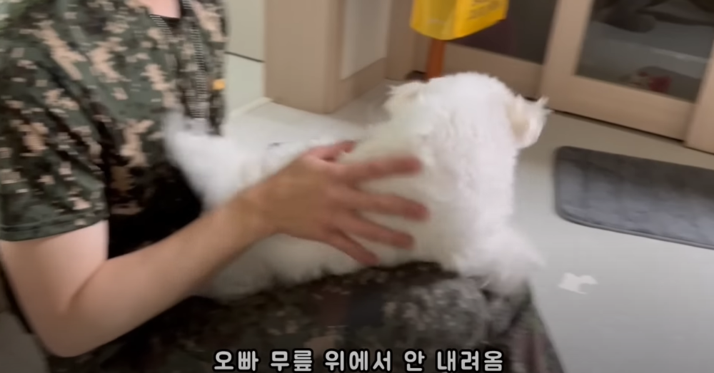 Internet_20230123_113544_24.png 군대간 오빠만 기다리던 강아지 근황 ㄷㄷㄷㄷ.....JPG