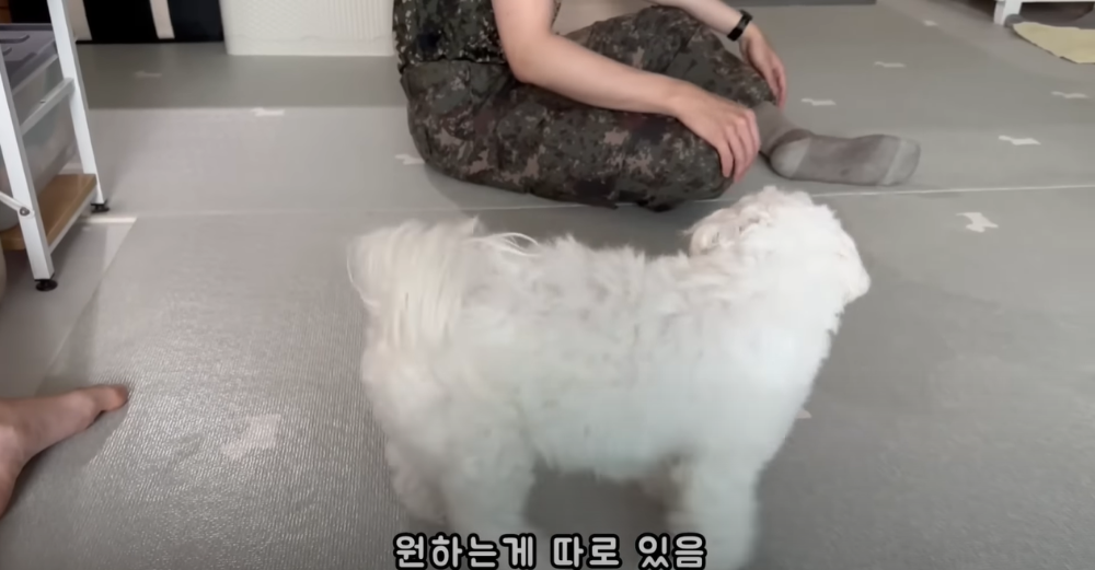 Internet_20230123_113544_42.png 군대간 오빠만 기다리던 강아지 근황 ㄷㄷㄷㄷ.....JPG