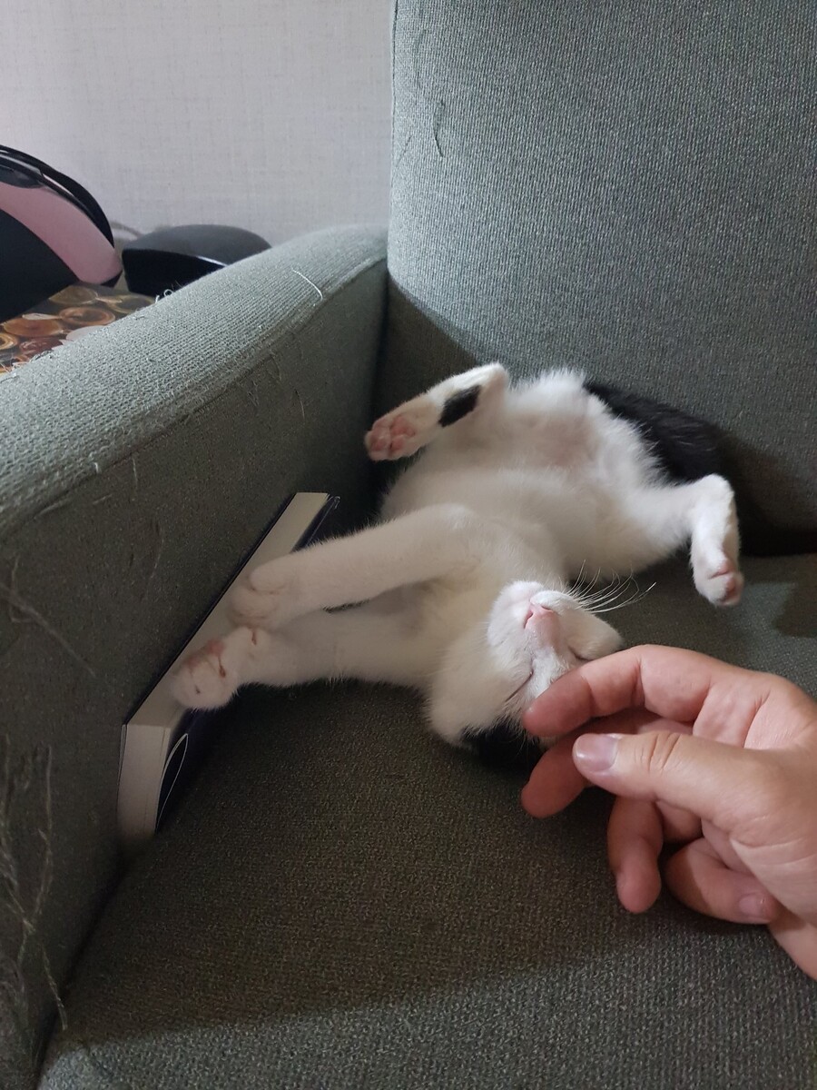 img/23/07/10/1893b390f875122de.jpeg 이쁜애만 골라서 입양했다고 욕먹어서 억울했던 고양이 집사 근황 ㄷㄷㄷ..jpg