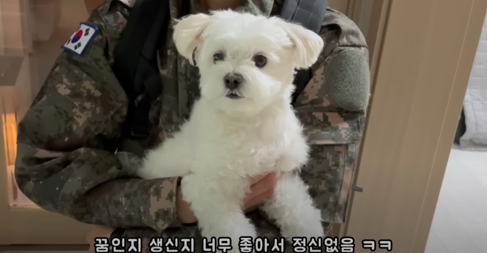 Internet_20230123_113544_20.png 군대간 오빠만 기다리던 강아지 근황 ㄷㄷㄷㄷ.....JPG