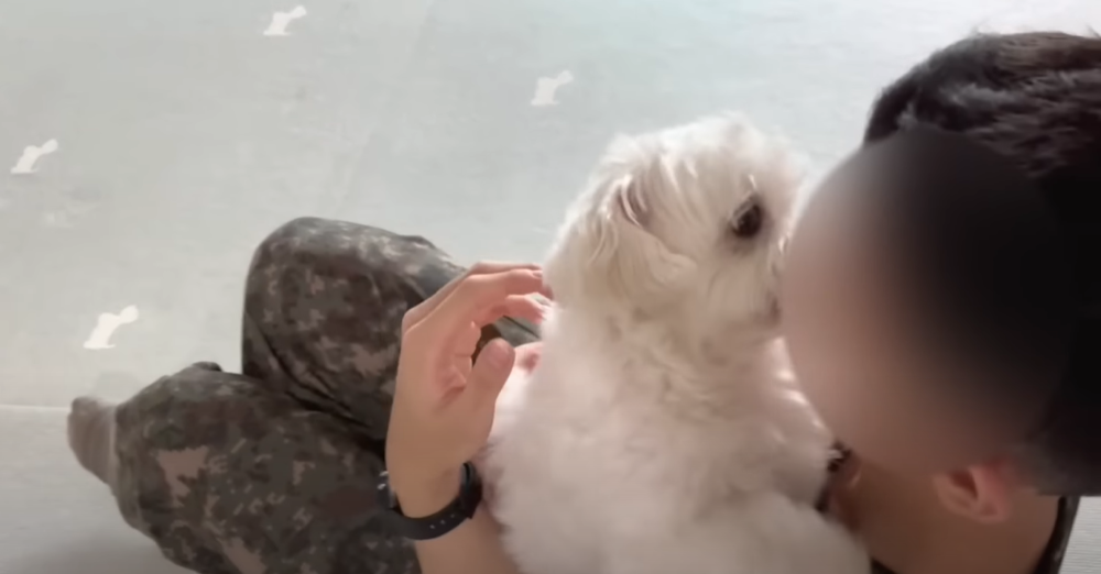 Internet_20230123_113544_33.png 군대간 오빠만 기다리던 강아지 근황 ㄷㄷㄷㄷ.....JPG