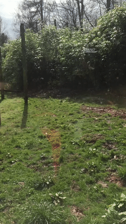 undefined 호랑이가 무서운 이유