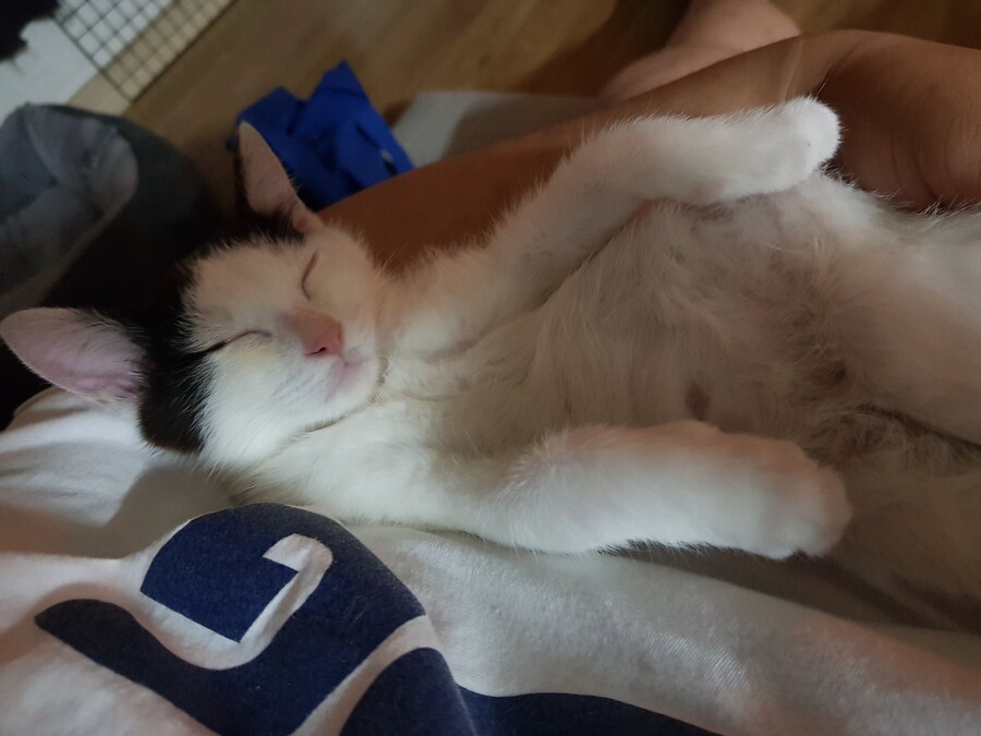 img/23/07/10/1893b390d815122de.jpeg 이쁜애만 골라서 입양했다고 욕먹어서 억울했던 고양이 집사 근황 ㄷㄷㄷ..jpg