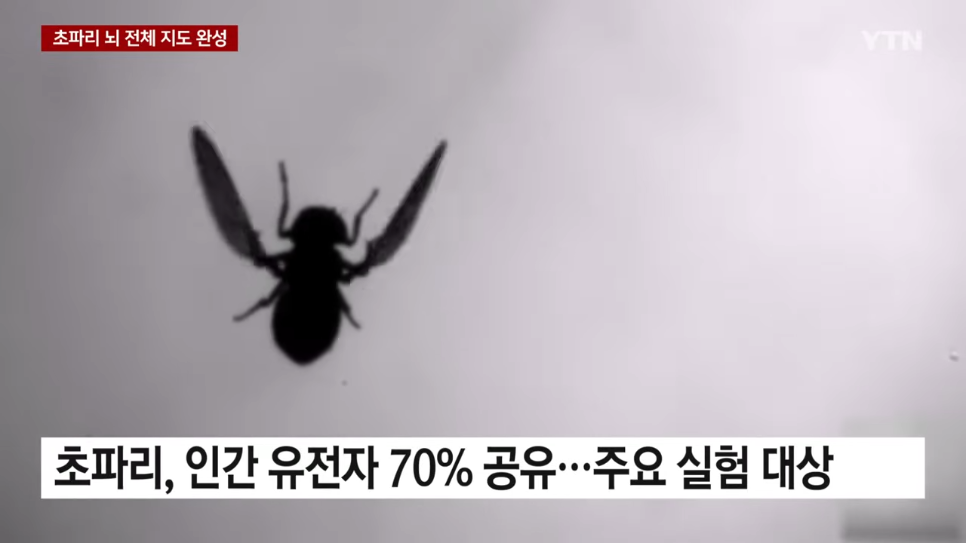 사람과 닮은 초파리 뇌.... 전체 지도 완성함 ㄷㄷ...jpg - 포텐 터짐 최신순 - 에펨코리아